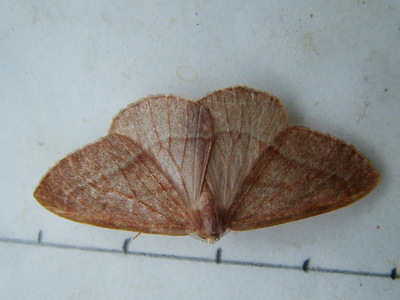 Barred Red